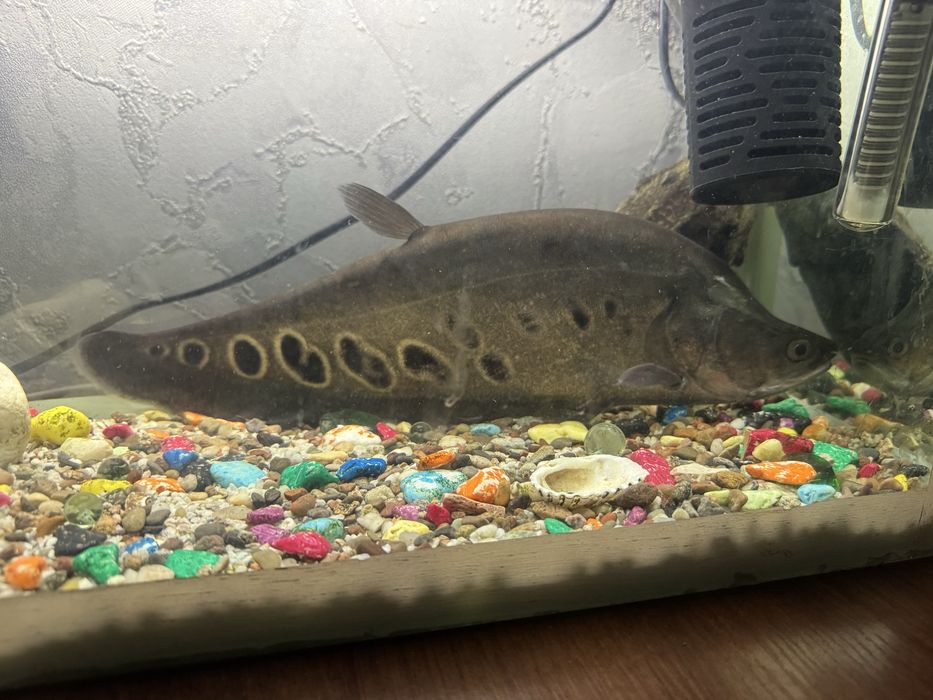 Индийский нож рыба