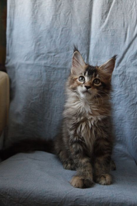 Кошечки Мейн-кун