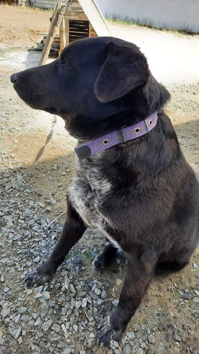 Ищем дом для собаки, любящих людей