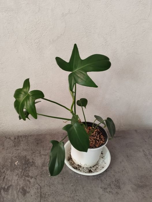 Продам комнатные растения