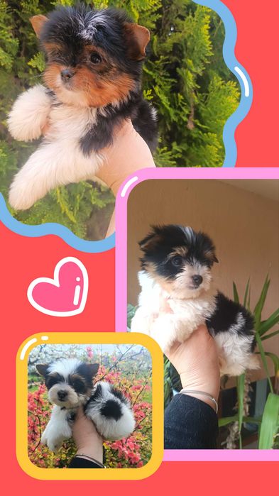 Бивер Йоркширски териер