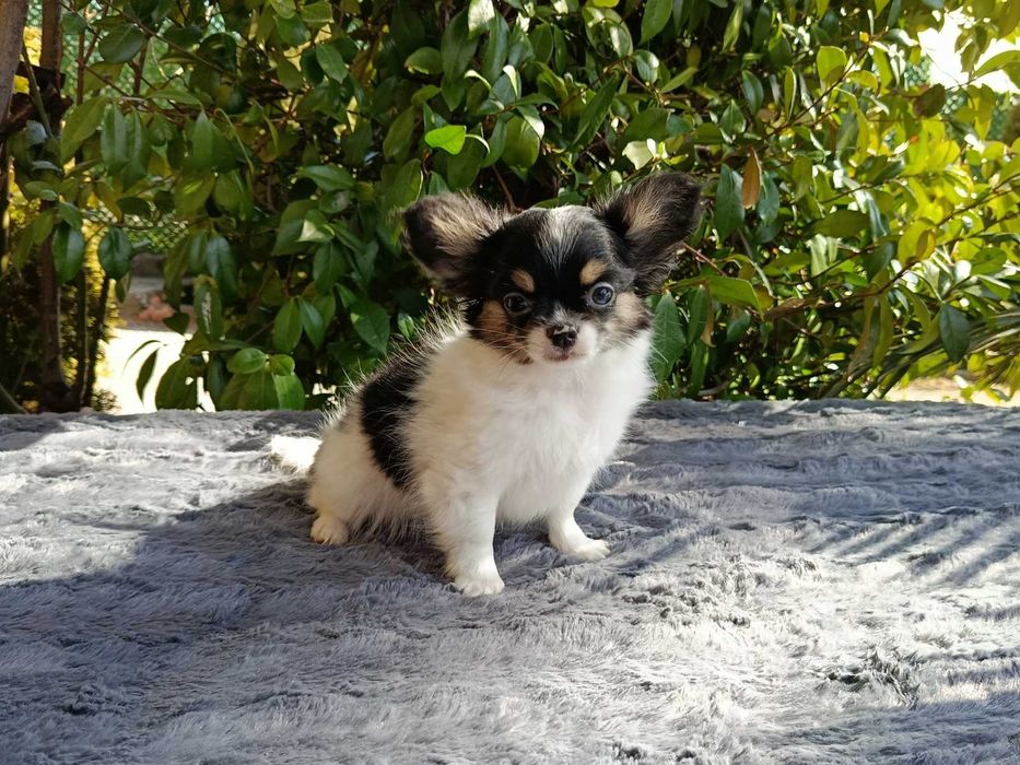 Дългокосместо чихуахуа