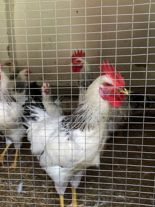 6 oylik Adler xo'rozlari va xan xyap xo'roz va tovuqlari sotiladi