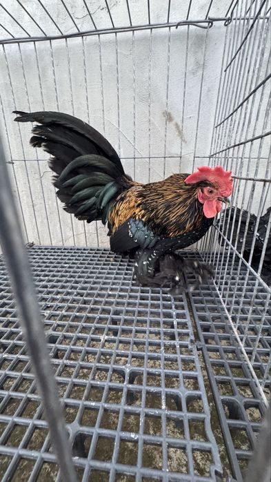 Perechi sau familii pasari pitice mii de flori