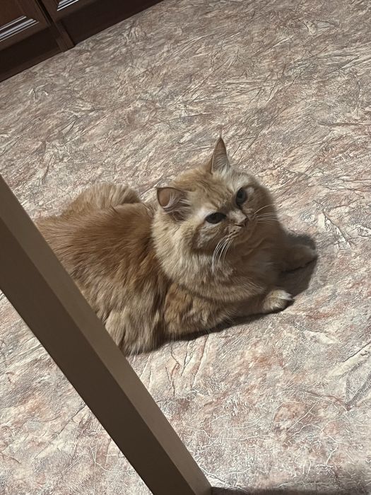 Отдам кошку в добрые руки