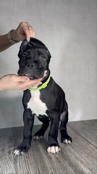 Шенки кане корсо