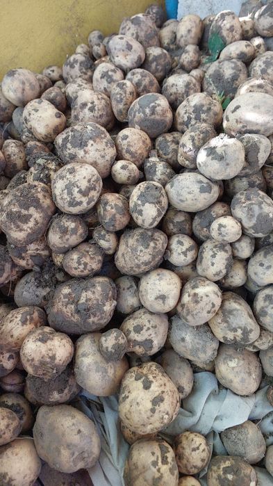 Продам картофель белый.