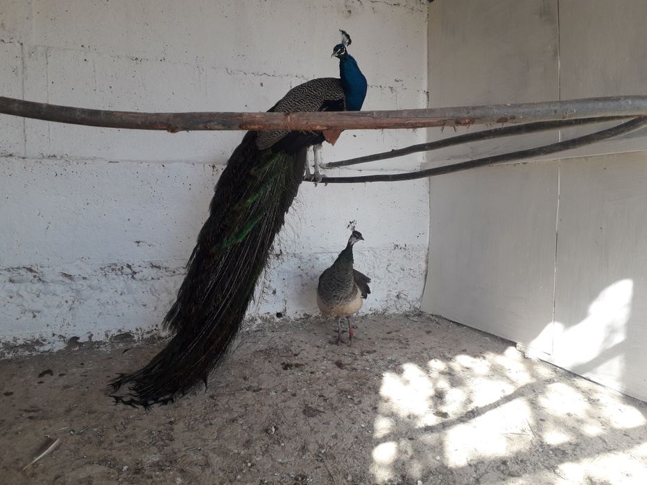 Индийские павлины