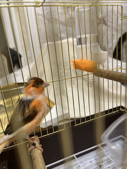 Kanareyka Nar mazayka ola cipor