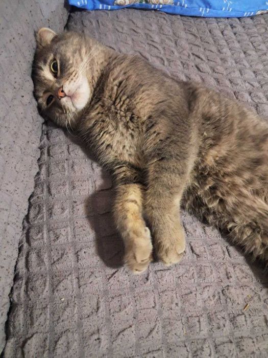 Британский кот с комплектом