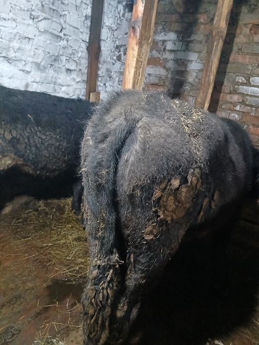 Продам молодняк.