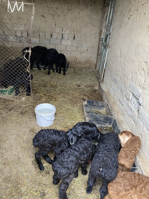 Отыккан козылар сатылады срочно