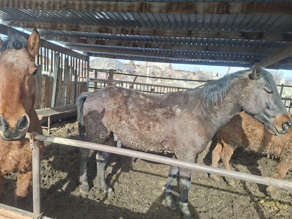 Жылкы Құнан сатылады семіз.