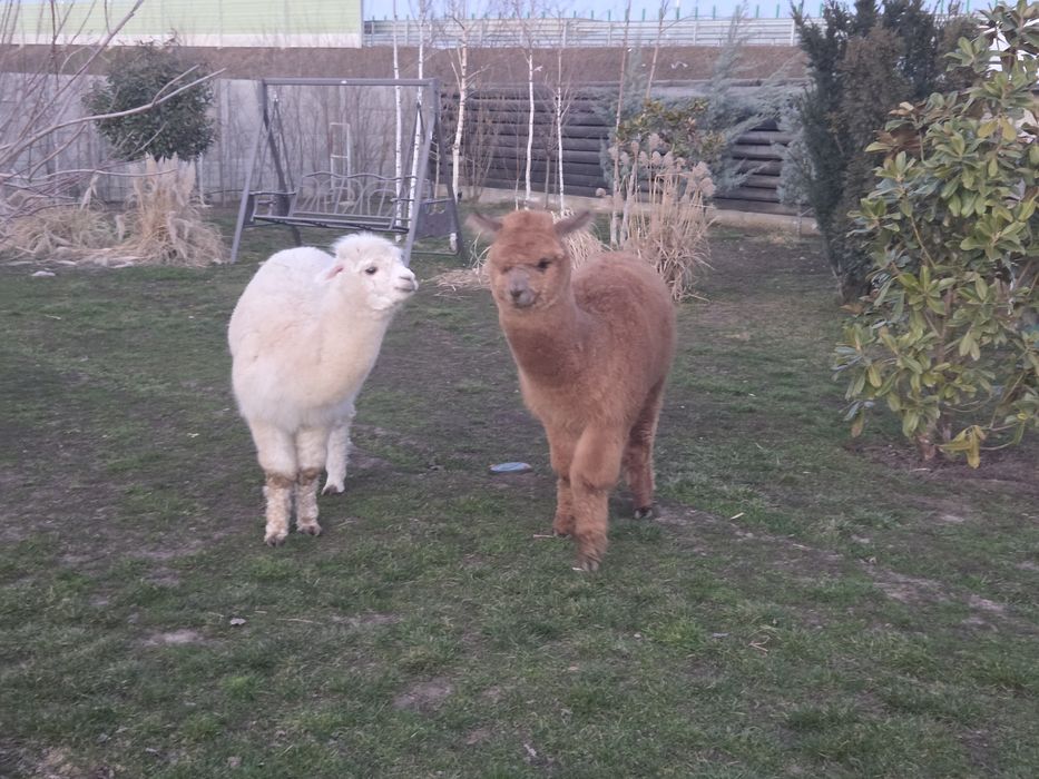 Alpaca doi masculi
