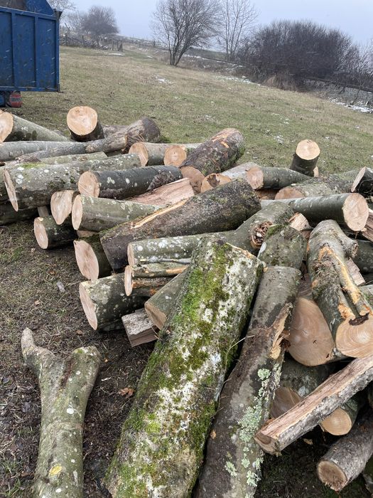 ‼️SC Vindem lemne de foc VERZI/USCATE [Fag,gorun,carpen,cer]