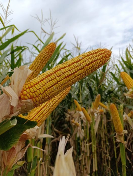 Маккажухори уруғлари (Семена кукуруза) ФИТО