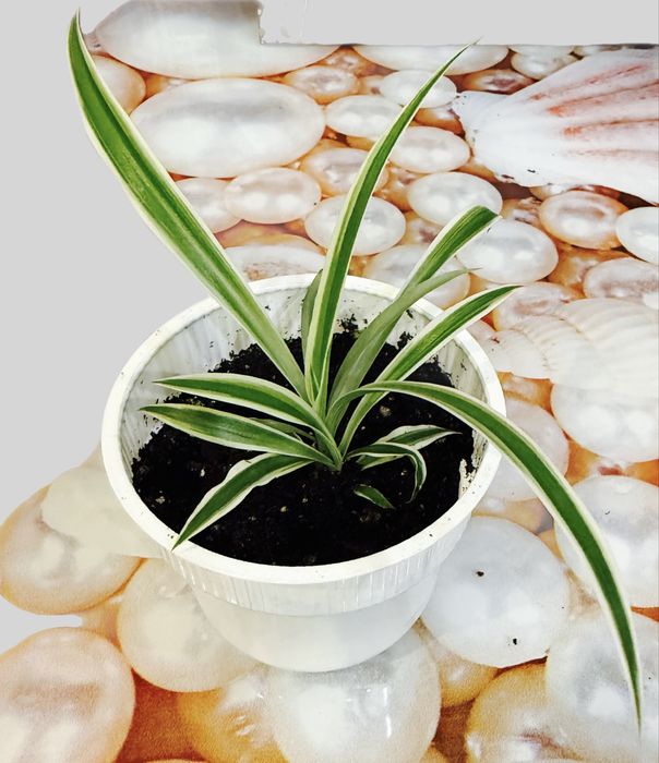 Хлорофитум вариегатный