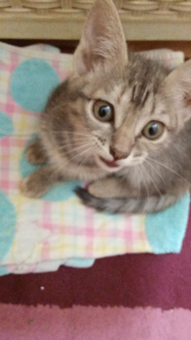 Котенок 3 месяца ищет хозяина