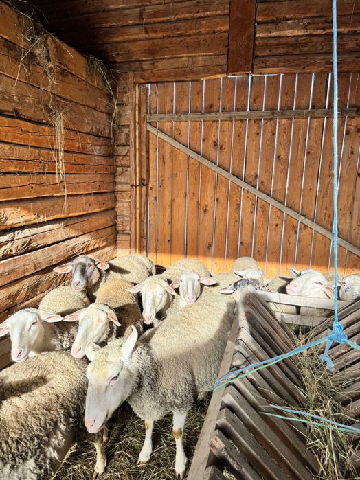 Vând oi Lacune, toate gestante