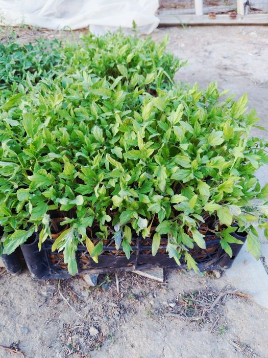 Продается рассада томатов Рио Гранде