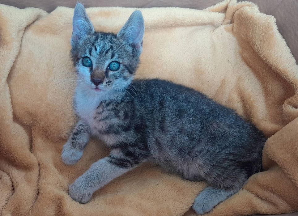Коте подарявам малко Коте