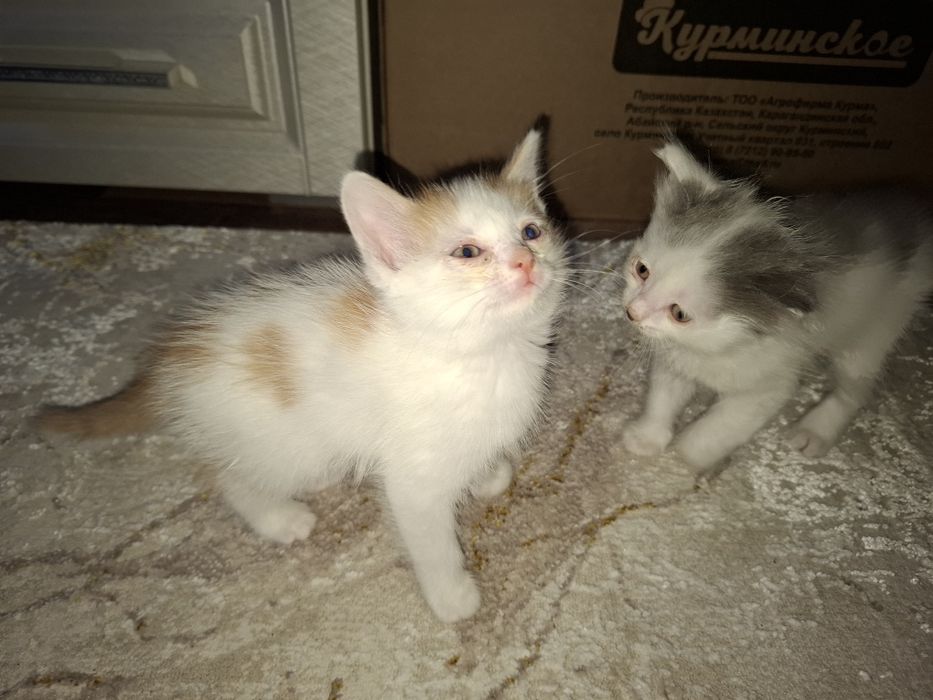 Дарю котят бесплатно