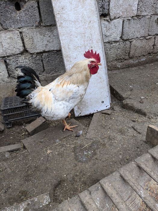 De vânzare   cocosi și rățoi