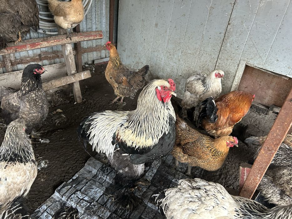 Продам кур и петухов