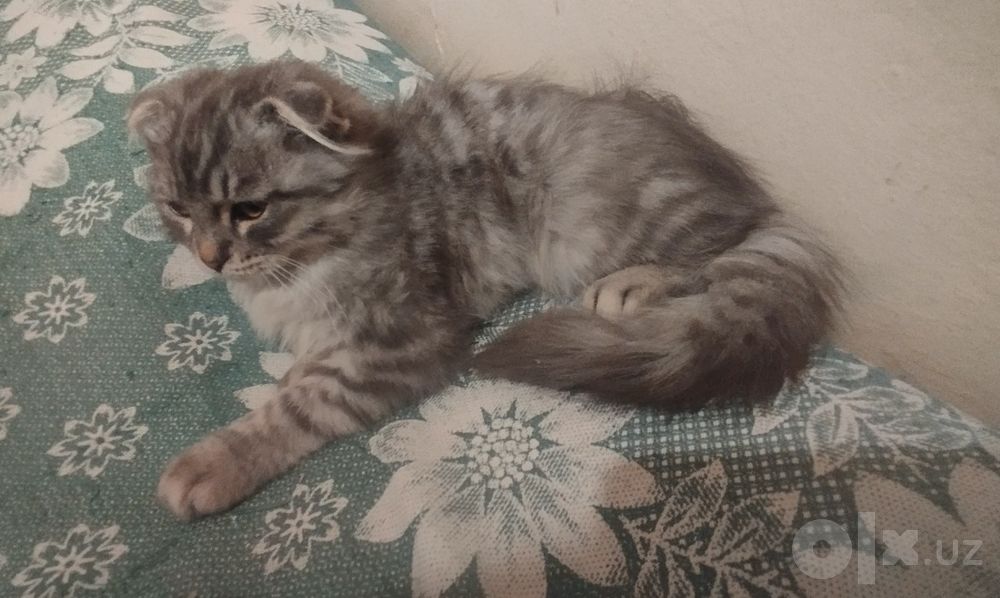 Веслоухий мальчик