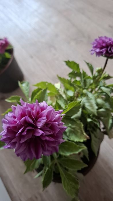 Продам бордюрные георгины ,катарантус