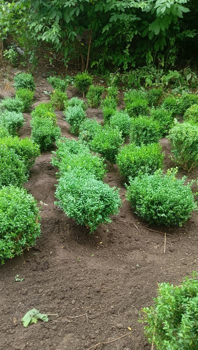 Самшит кустарник