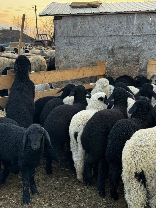 Vând miei foarte buni de tinut