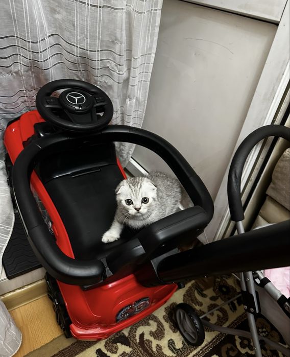 Продам шотландских котят!