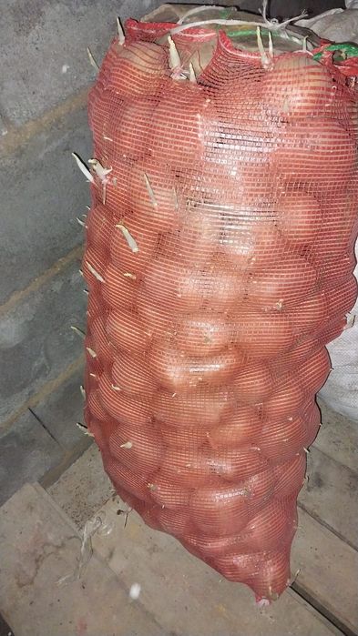 Продается картофель