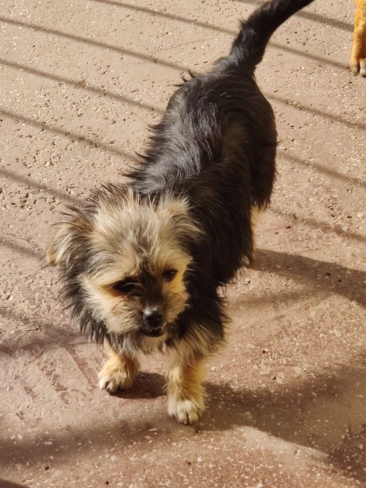 Donez 3 cățelușe – cipate, vaccinate, foarte jucăușe