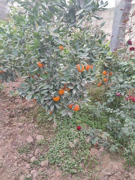 Kumkuvat, mandarin,apilsin,mandarin