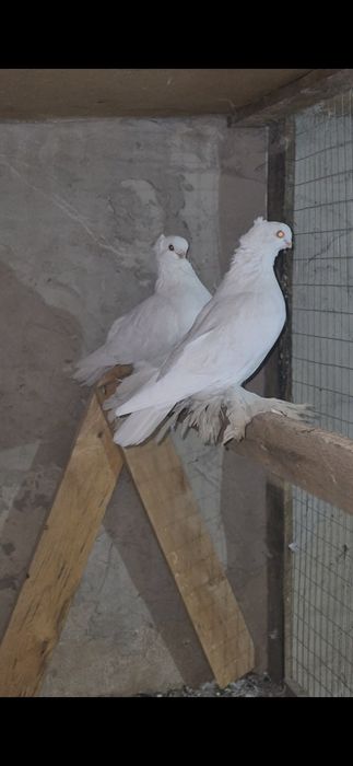 Голуби домашние .