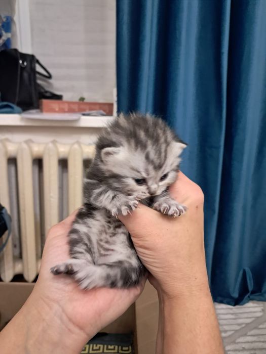 Продам котёнка шотландский