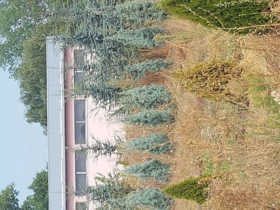 Chiparosi leilandi pentru gard viu
