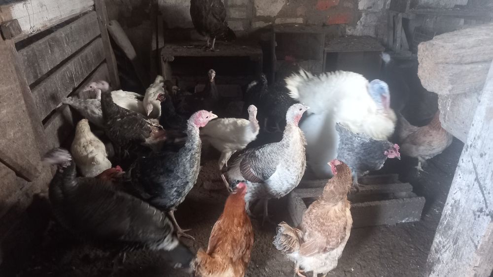 Семья индюков 5 шт  продам