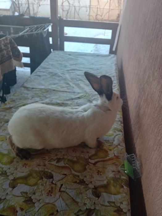 Iepuri urias transilvania