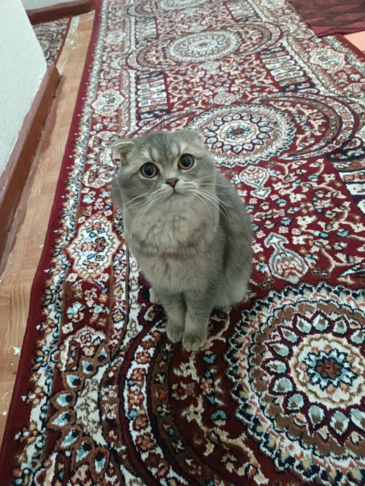 Zotli Mushuk sotiladi