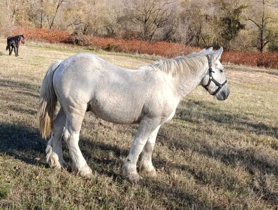 Vand manz 1 an si 6 luni