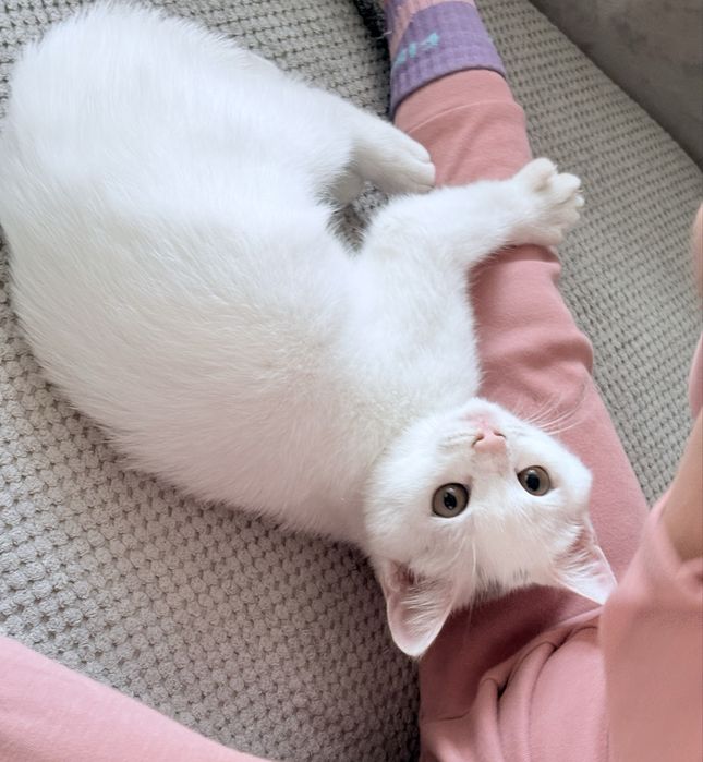 Кот мальчик 3 месяца