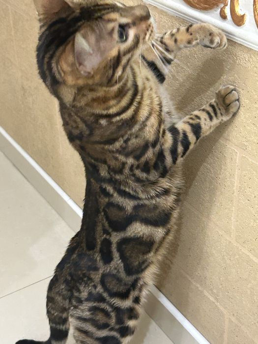 Бенгальская кошка