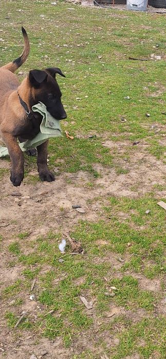 Ciobanesc belgian malinois