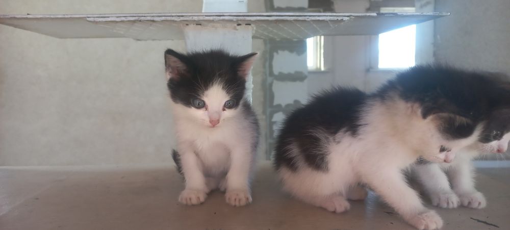 Отдам Котят в хорошие руки