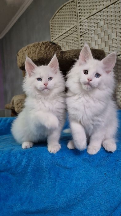 Мейн-куны котята.