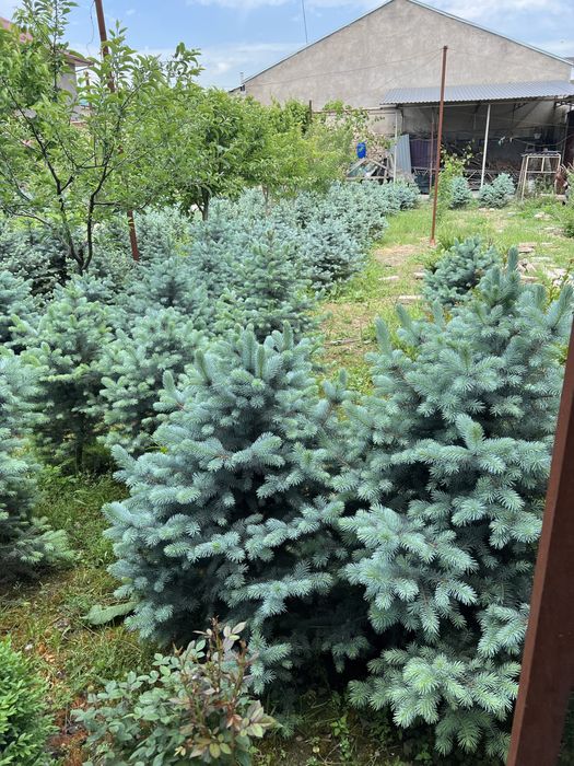 Голубая ель Крымская