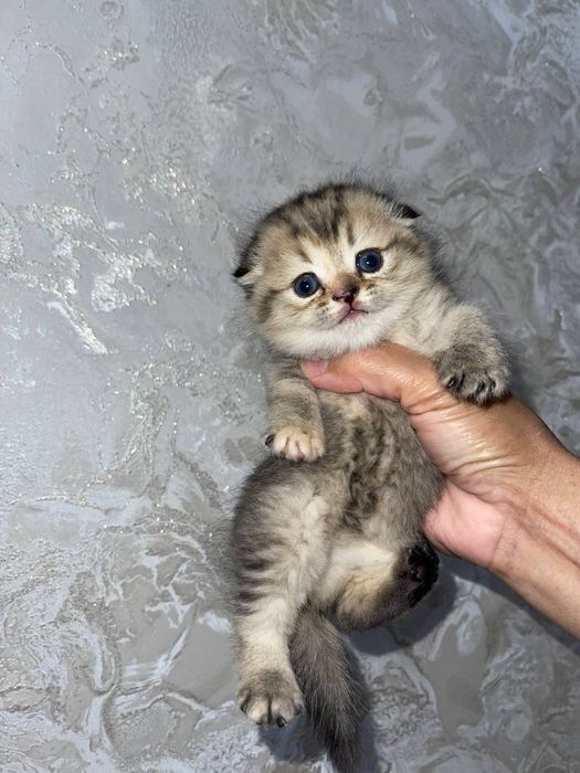 Котята девочка и мальчик
